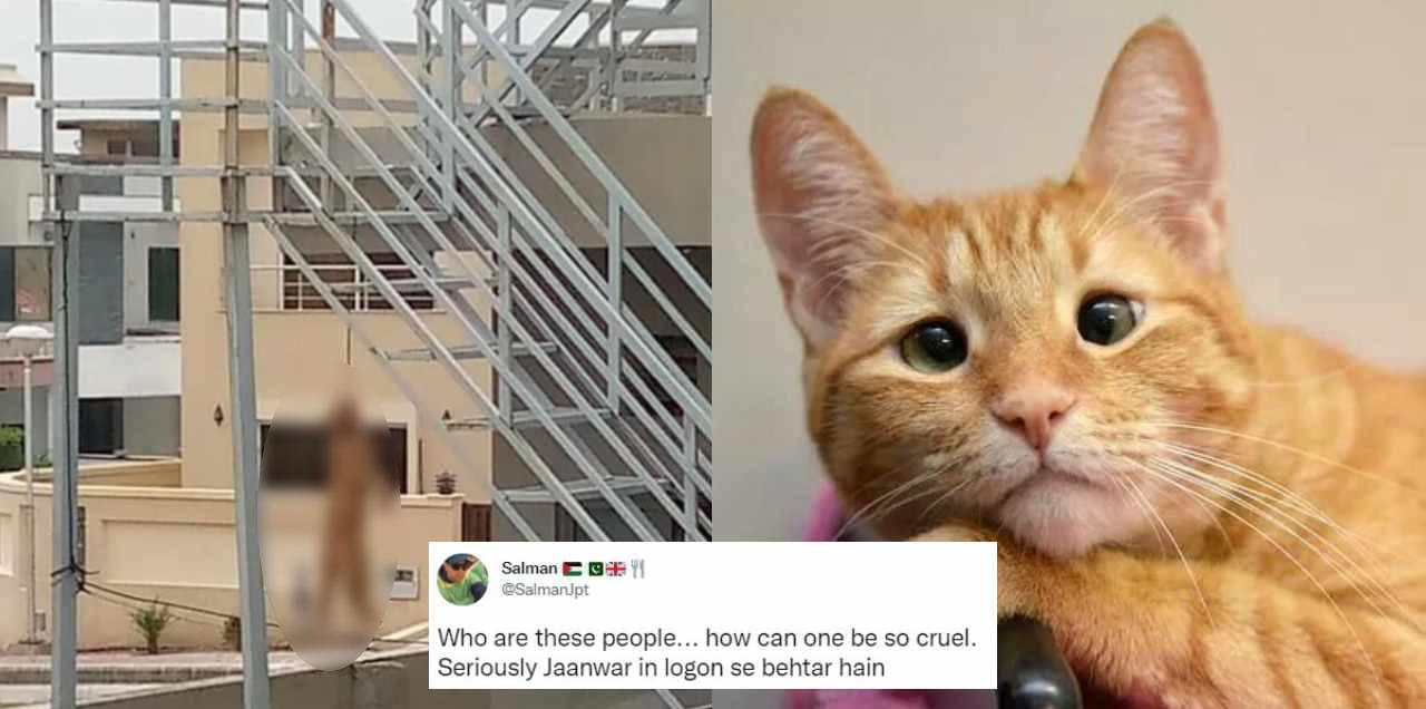 cat hung death islamabad
