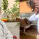 indian doctor eats cow dung