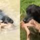 Dog Saves A Baby Deer From Drowning - Heartwarming