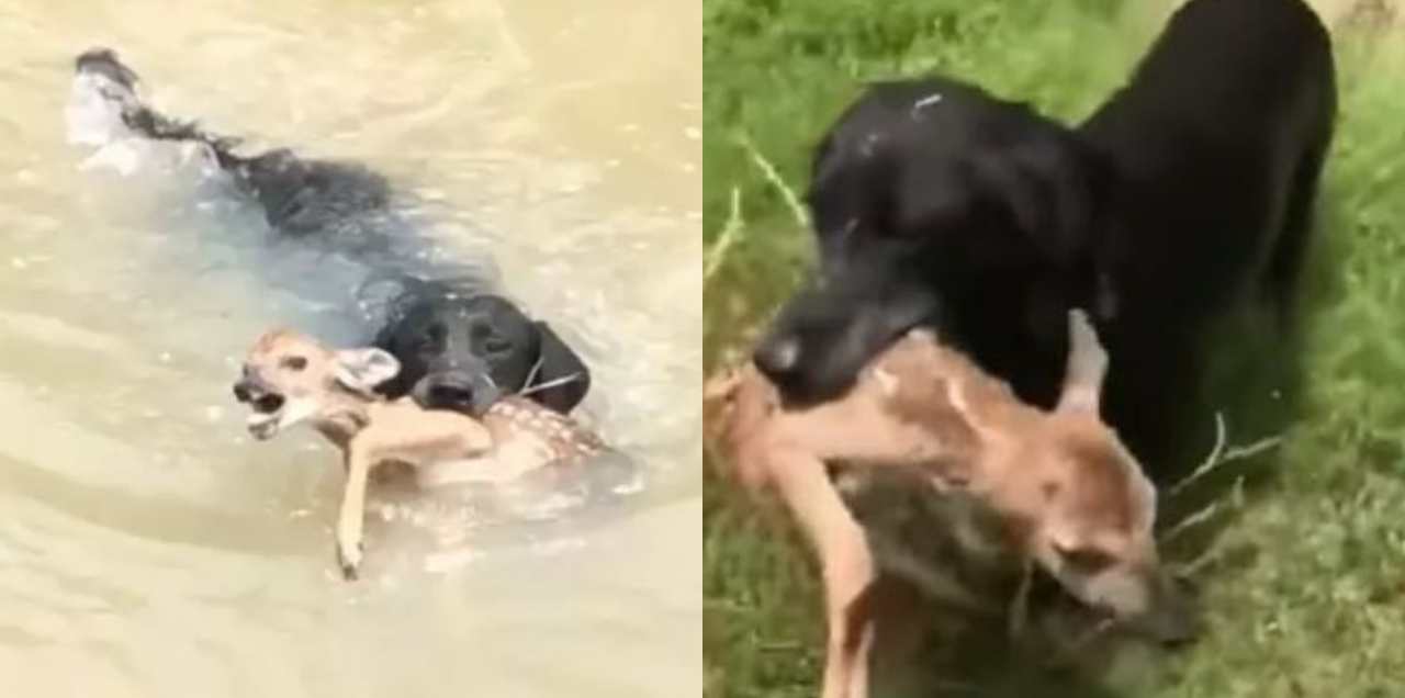 Dog Saves A Baby Deer From Drowning - Heartwarming