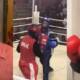 boxer