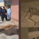 Nishtar Hospital dead bodies