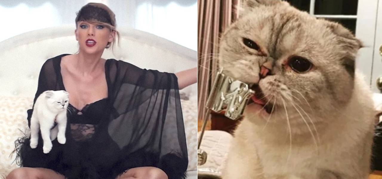 Taylor swift cat olivia benson worth 97 million