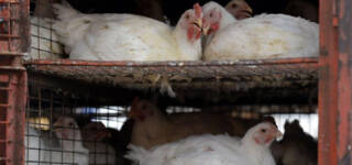 Chicken Prices in Pakistan