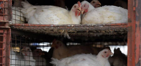 Chicken Prices in Pakistan