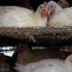 Chicken Prices in Pakistan