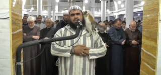 cat during taraweeh