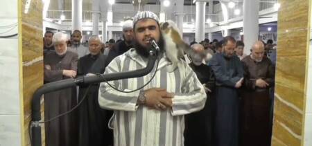 cat during taraweeh