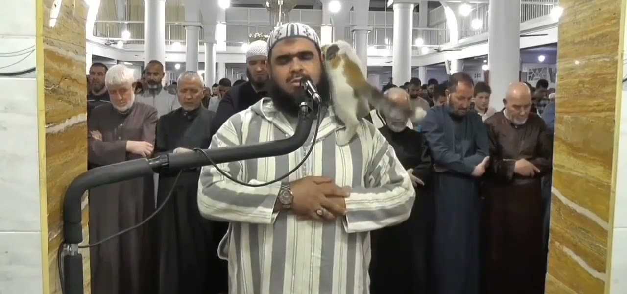 cat during taraweeh