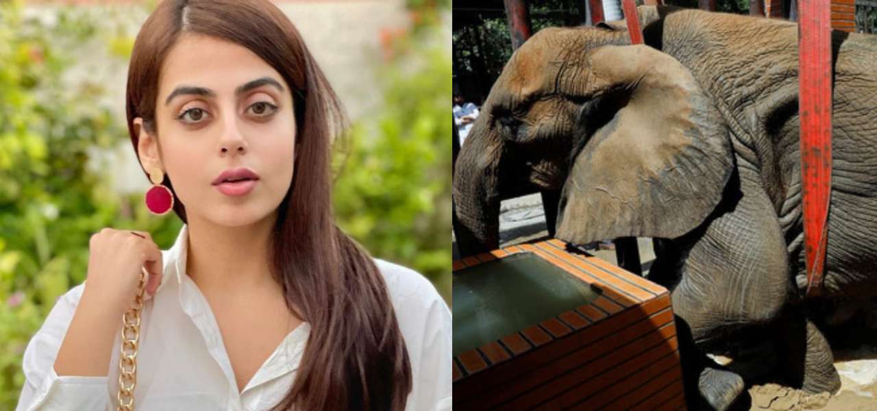 Celebrities React To Noor Jehan Elephant Fell Into The Concrete Pool