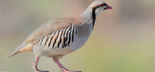 National Bird of Pakistan