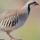 National Bird of Pakistan