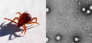 Another Death From The Congo Virus Prompts Immediate Action In Cities