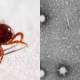 Another Death From The Congo Virus Prompts Immediate Action In Cities