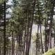 Importance of Forest In Pakistan