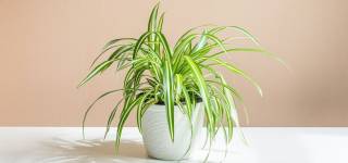 Plants Scream when uprooted, scientists record sound for the first time.