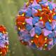 New Polio Cases Rise in Pakistan; Samples Found Positive from 44 Districts