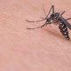 Israel West Nile Virus Infects 153 Patients and Killed 11