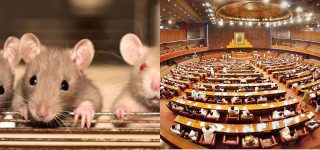 Rs. 1.2 million Cats For Rats, Another Day In The Colossal Mess Of The National Assembly Of Pakistan