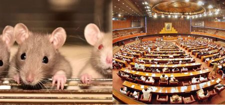 Rs. 1.2 million Cats For Rats, Another Day In The Colossal Mess Of The National Assembly Of Pakistan