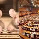 Rs. 1.2 million Cats For Rats, Another Day In The Colossal Mess Of The National Assembly Of Pakistan