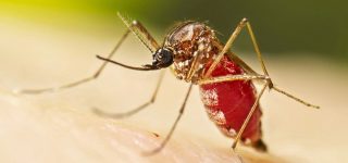 Chikungunya On The Rise NIH Issues Advisory