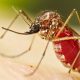 Chikungunya On The Rise NIH Issues Advisory