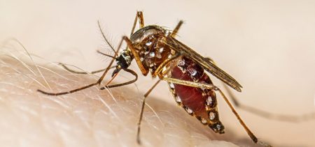 Dengue Fever Could Spread in 10 Big Cities by October, Says PMD