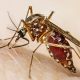 Dengue Fever Could Spread in 10 Big Cities by October, Says PMD
