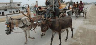Rise In Demadness For Donkeys Push Their Prices Upto Rs. 300,000