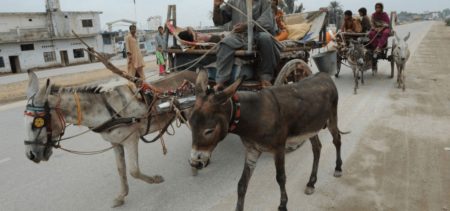 Rise In Demadness For Donkeys Push Their Prices Upto Rs. 300,000