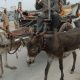 Rise In Demadness For Donkeys Push Their Prices Upto Rs. 300,000