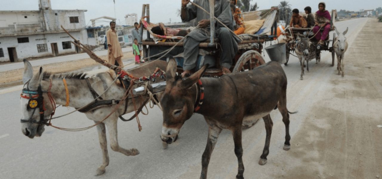 Rise In Demadness For Donkeys Push Their Prices Upto Rs. 300,000
