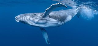 Scientists Have a 20-Minute ‘Conversation’ with Humpback Whale Named Twain