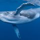 Scientists Have a 20-Minute ‘Conversation’ with Humpback Whale Named Twain