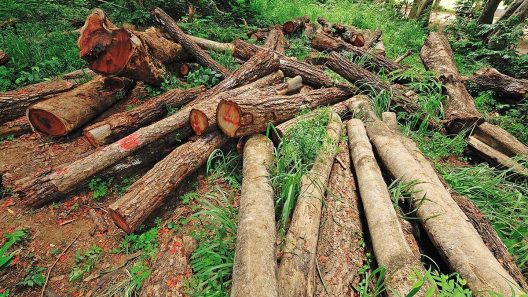 The Causes and Consequences